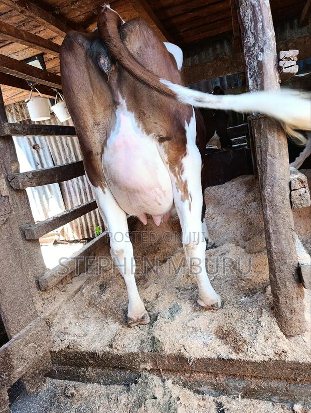 Pedigree Ayrshire - thumbnail 4