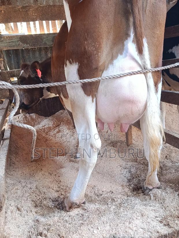 Pedigree Ayrshire - thumbnail 5