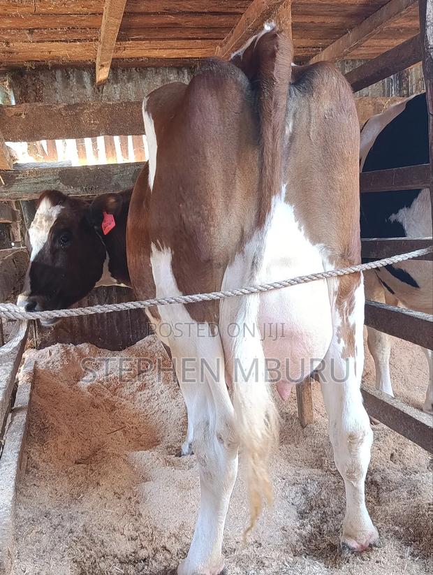 Pedigree Ayrshire - thumbnail 6