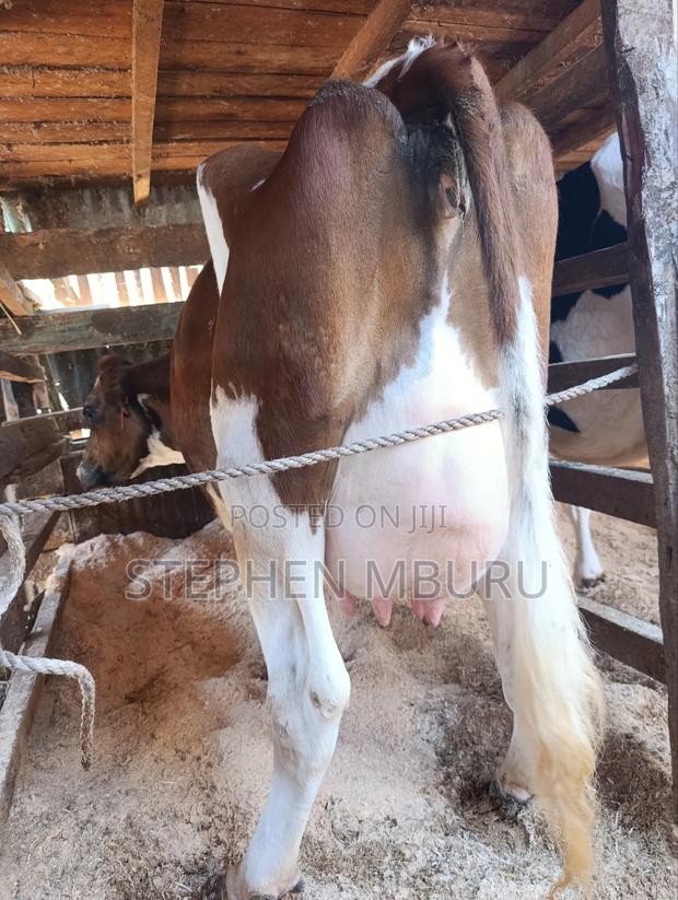 Pedigree Ayrshire - thumbnail 7