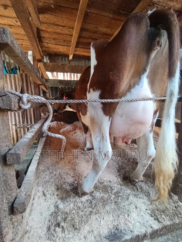 Pedigree Ayrshire - thumbnail 8