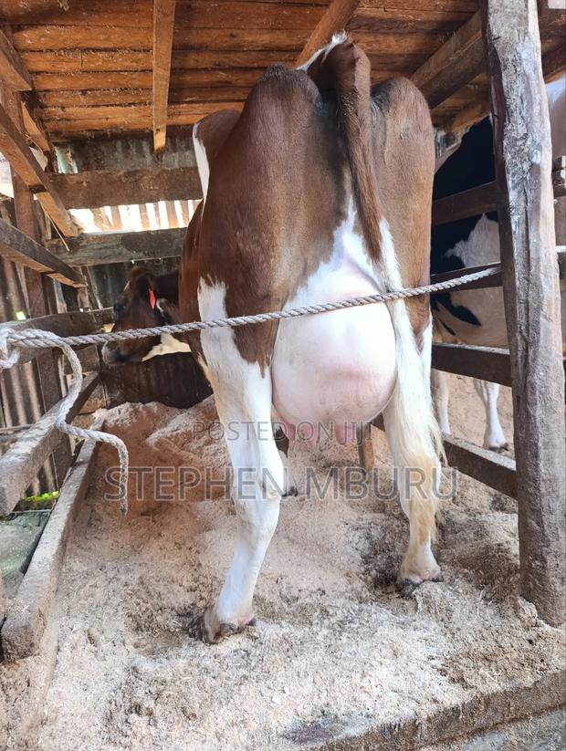 Pedigree Ayrshire - thumbnail 9