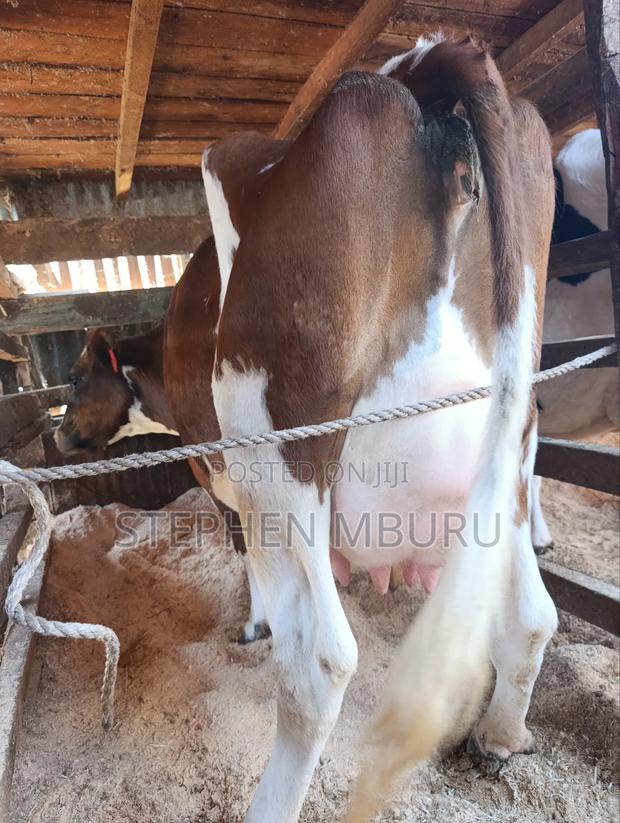 Pedigree Ayrshire - thumbnail 10