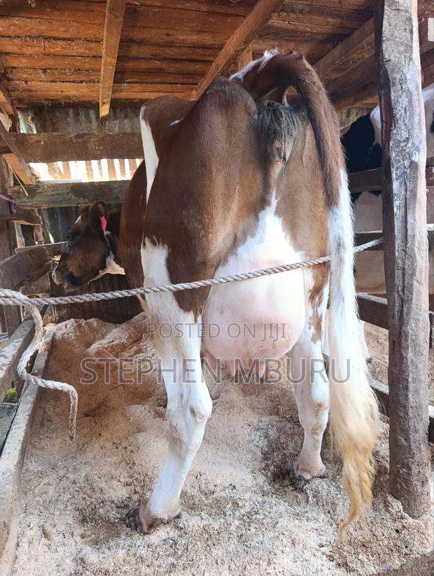 Pedigree Ayrshire - thumbnail 11