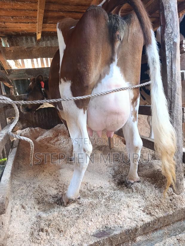 Pedigree Ayrshire - thumbnail 12