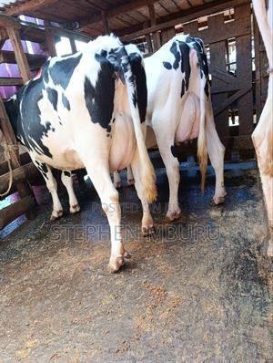 Pedigree Freshians/Holsteins Super Milkers - thumbnail 2