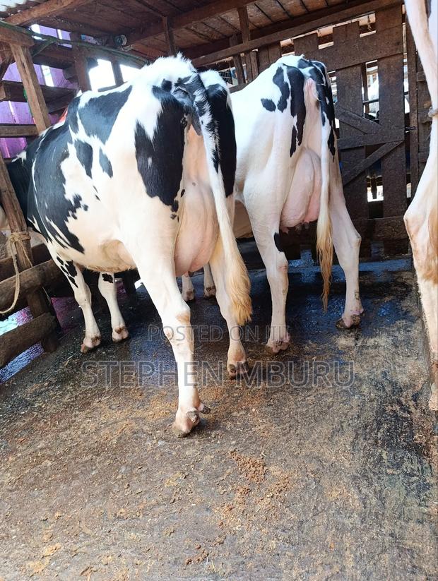 Pedigree Freshians/Holsteins Super Milkers