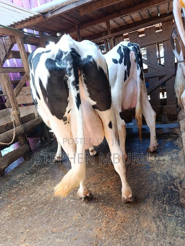 Pedigree Freshians/Holsteins Super Milkers - thumbnail 3