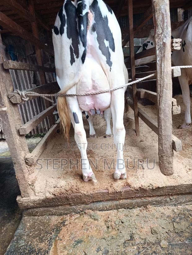 Pedigree Freshians/Holsteins Super Milkers - thumbnail 5