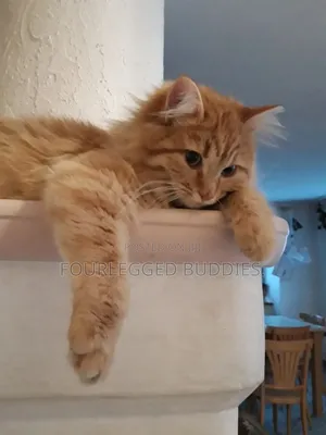 3-6 months Male Purebred Maine Coon