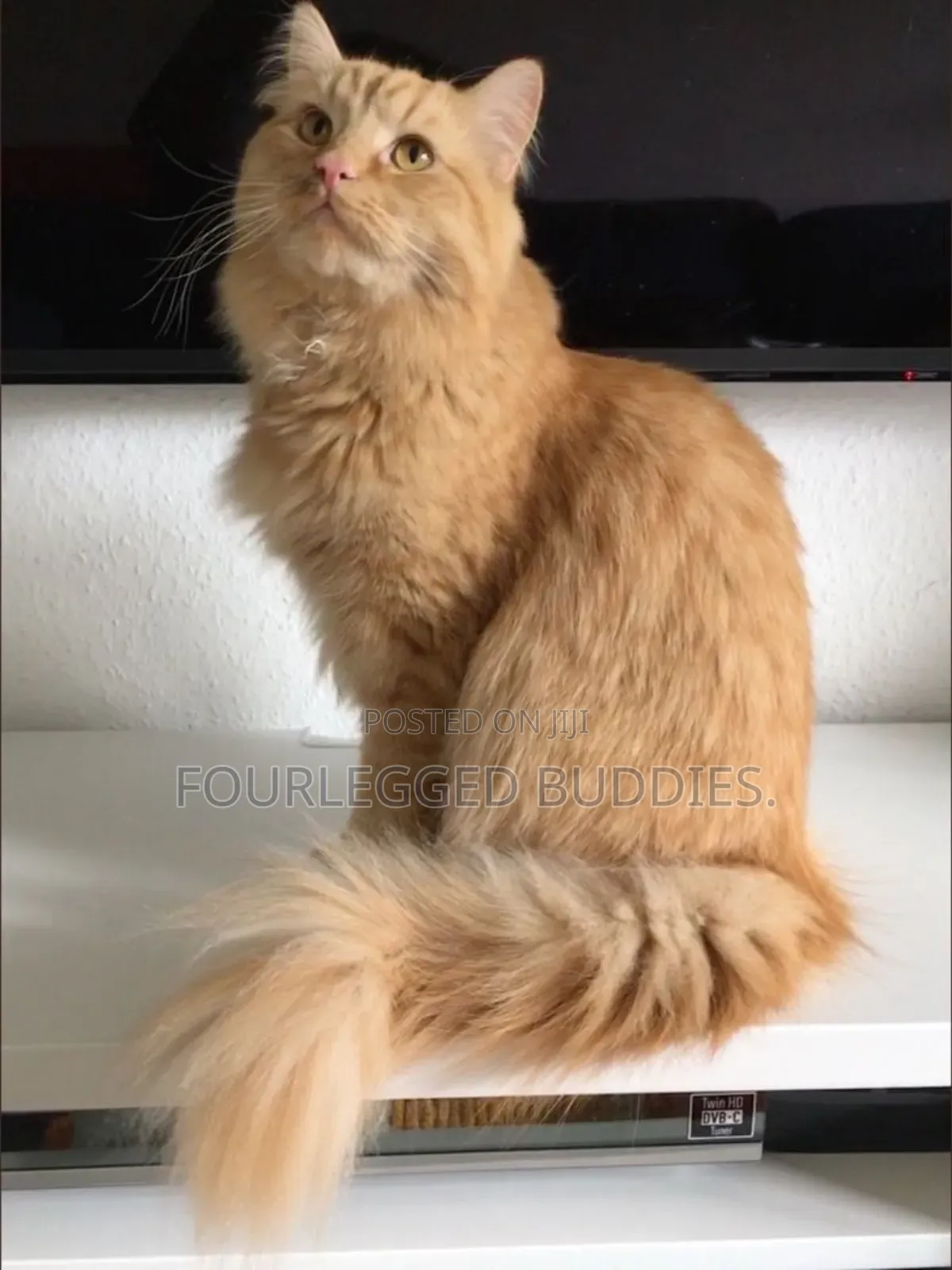 3-6 months Male Purebred Maine Coon