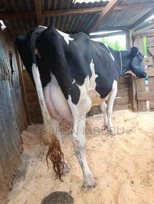 Pedigree Freshian Milker - thumbnail 2