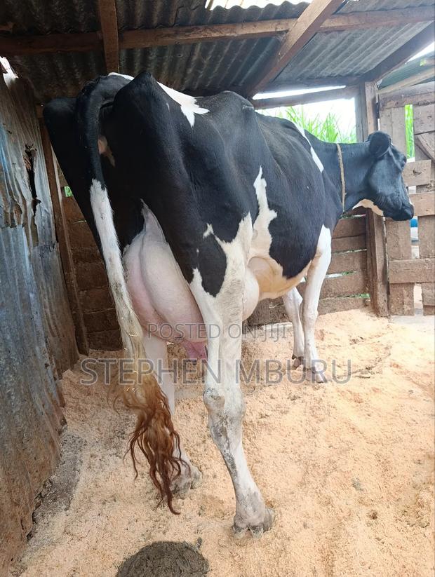 Pedigree Freshian Milker - main view