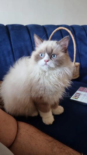 3-6 months Male Purebred Ragdoll - thumbnail 2