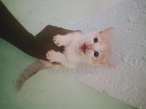 1-3 months Male Purebred Tabby - thumbnail 2