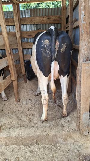 Giant Incalf Heifer - thumbnail 2