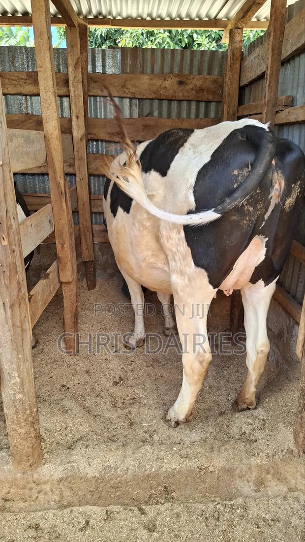 Giant Incalf Heifer - thumbnail 3