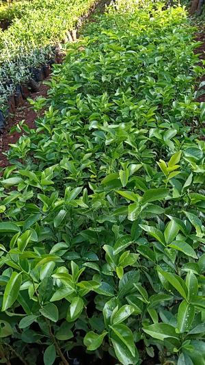 Orange Seedlings - thumbnail 2