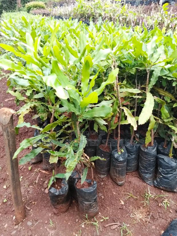 Macadamia Seedlings - thumbnail 3