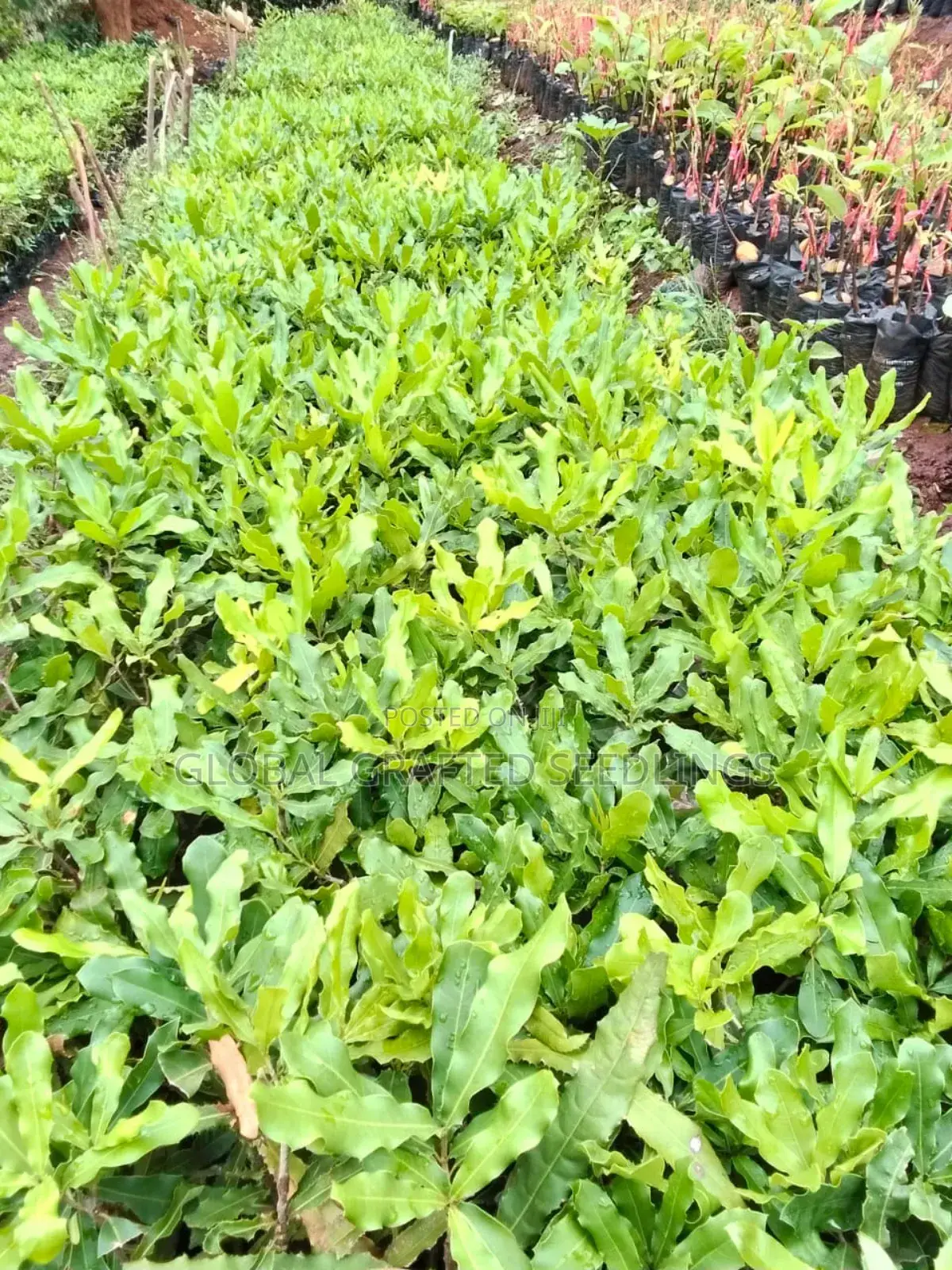 Macadamia Seedlings