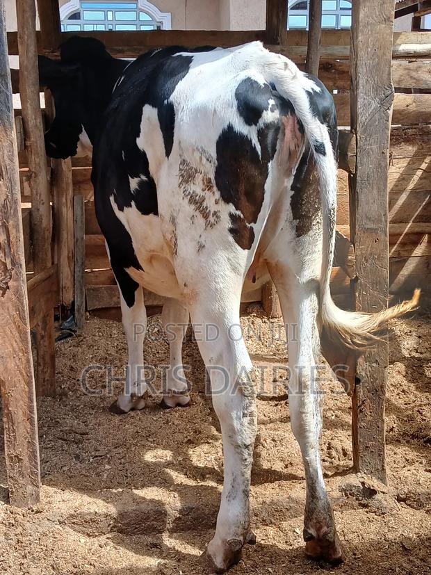 Freshian Hostein Heifer. Incalf - main view