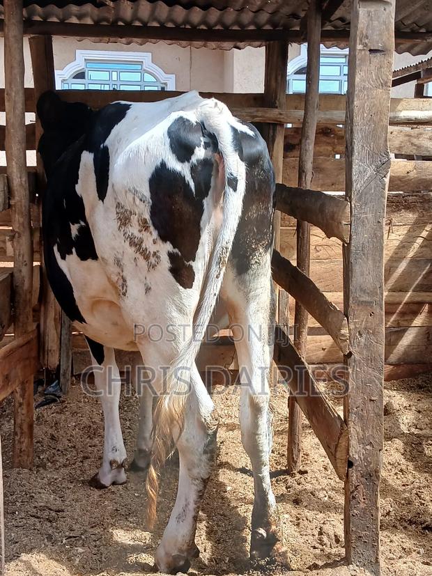 Freshian Hostein Heifer. Incalf - thumbnail 3