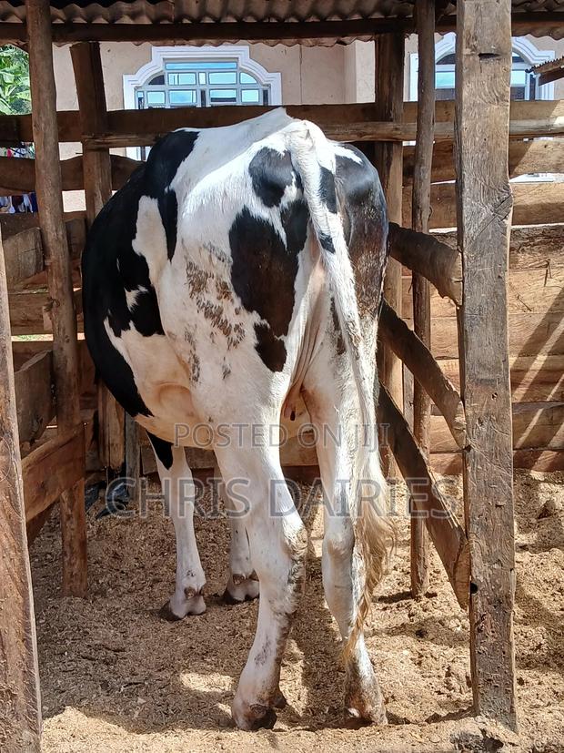 Freshian Hostein Heifer. Incalf - thumbnail 4