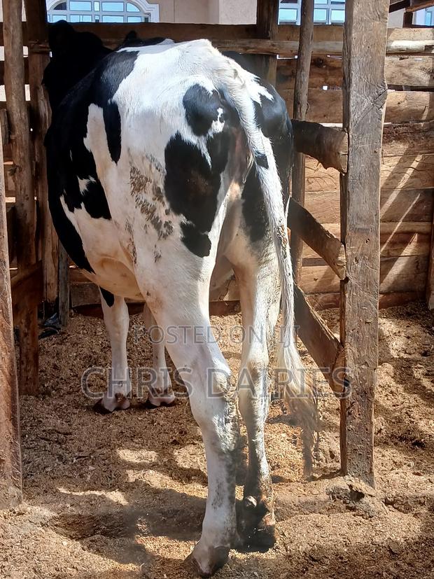Freshian Hostein Heifer. Incalf - thumbnail 5