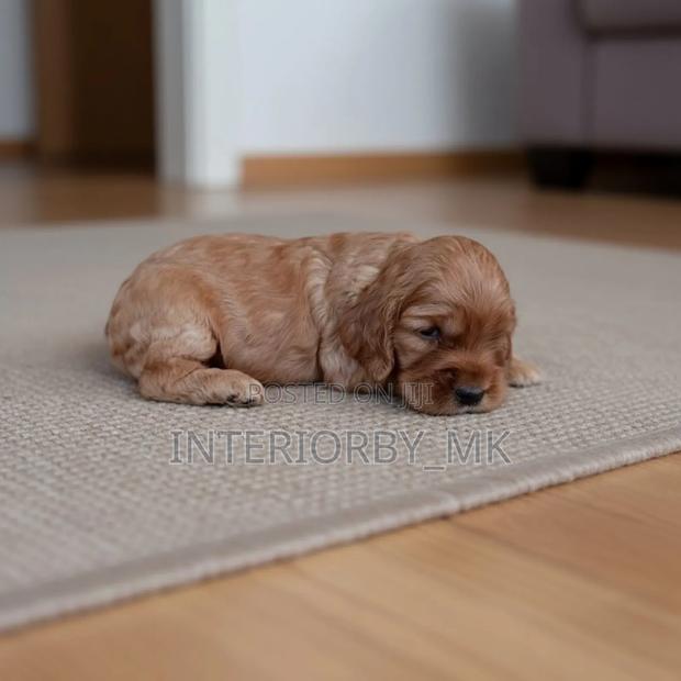 1-3 months Female Purebred Cocker Spaniel - main view