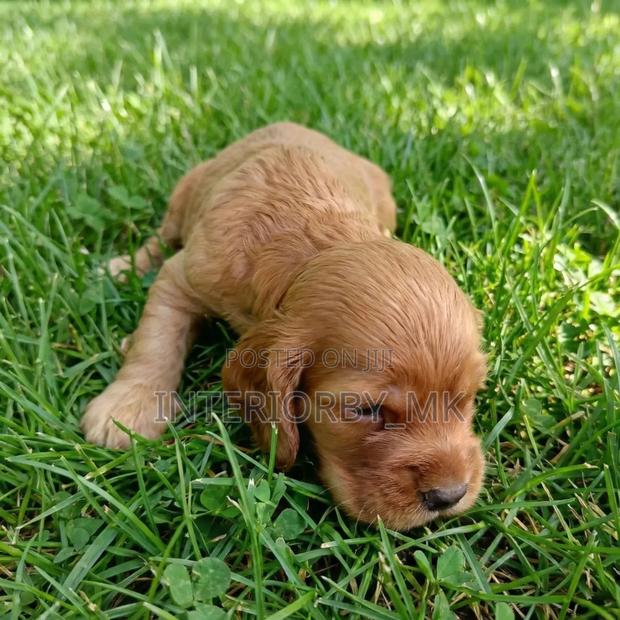 1-3 months Female Purebred Cocker Spaniel - thumbnail 2