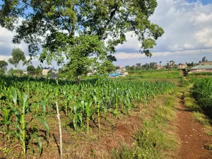 Githunguri (Kiambu) Plots Approx 400m to Town