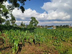 Githunguri (Kiambu) Plots Approx 400m to Town