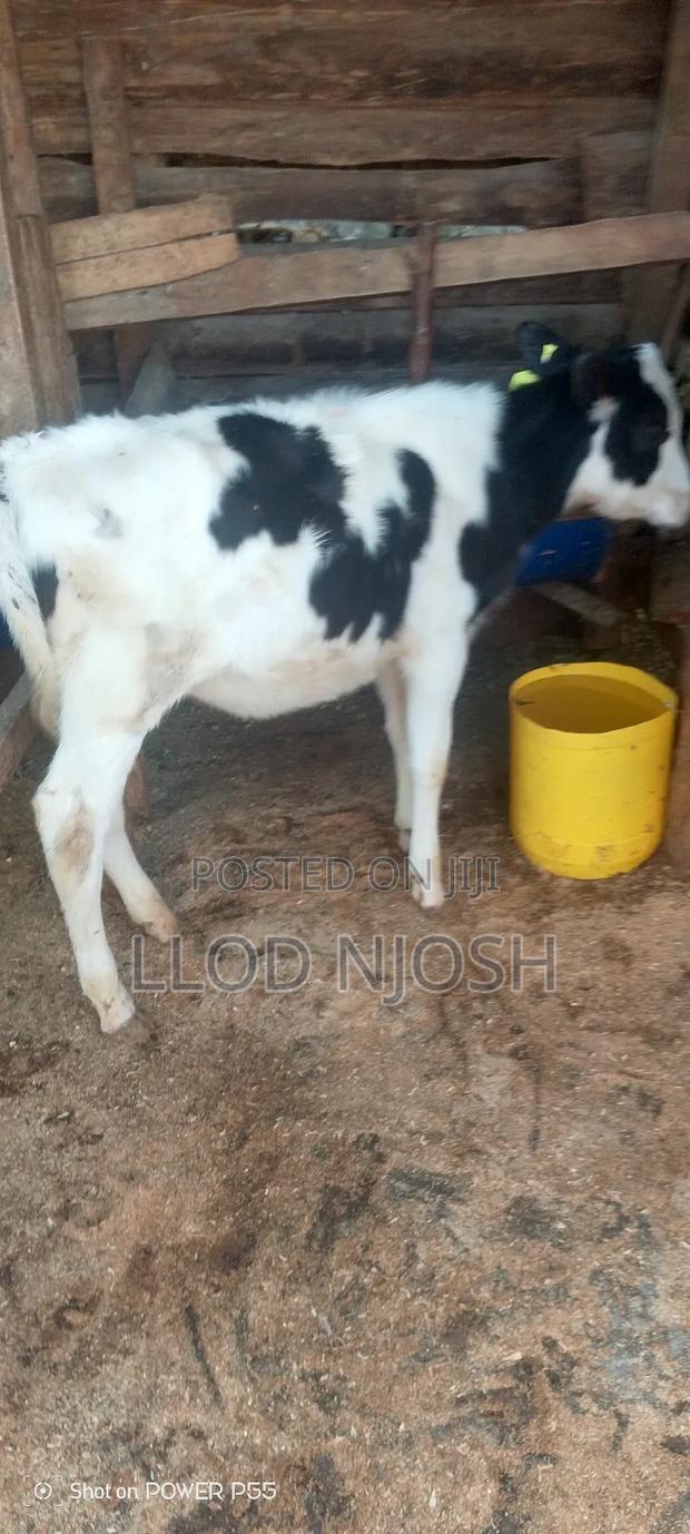 Calves for Sale - main view