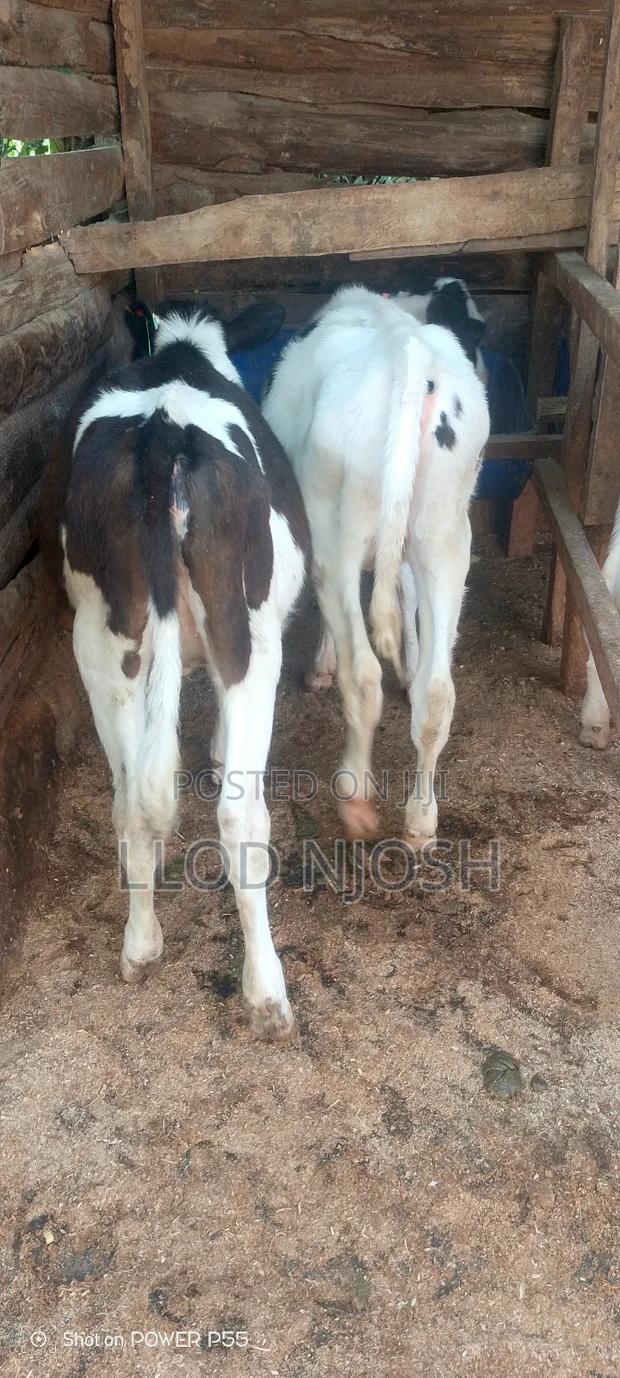 Calves for Sale - thumbnail 2