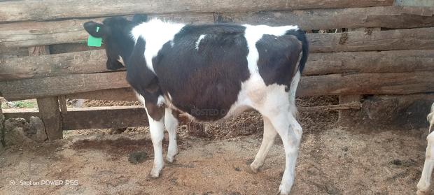 Calves for Sale - thumbnail 3