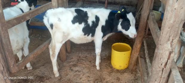 Calves for Sale - thumbnail 4