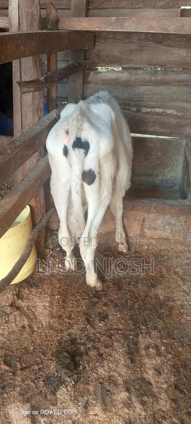 Calves for Sale - thumbnail 5