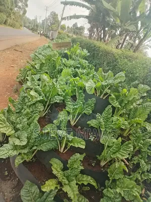 Storey Kitchen Garden