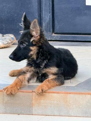 1-3 months Male Purebred German Shepherd - thumbnail 2