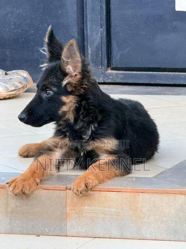 1-3 months Male Purebred German Shepherd