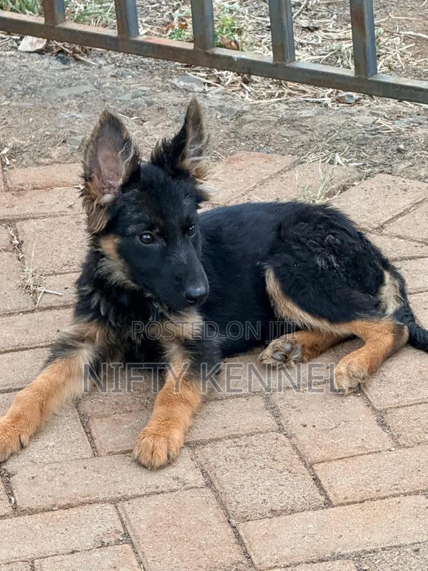 1-3 months Male Purebred German Shepherd - thumbnail 3