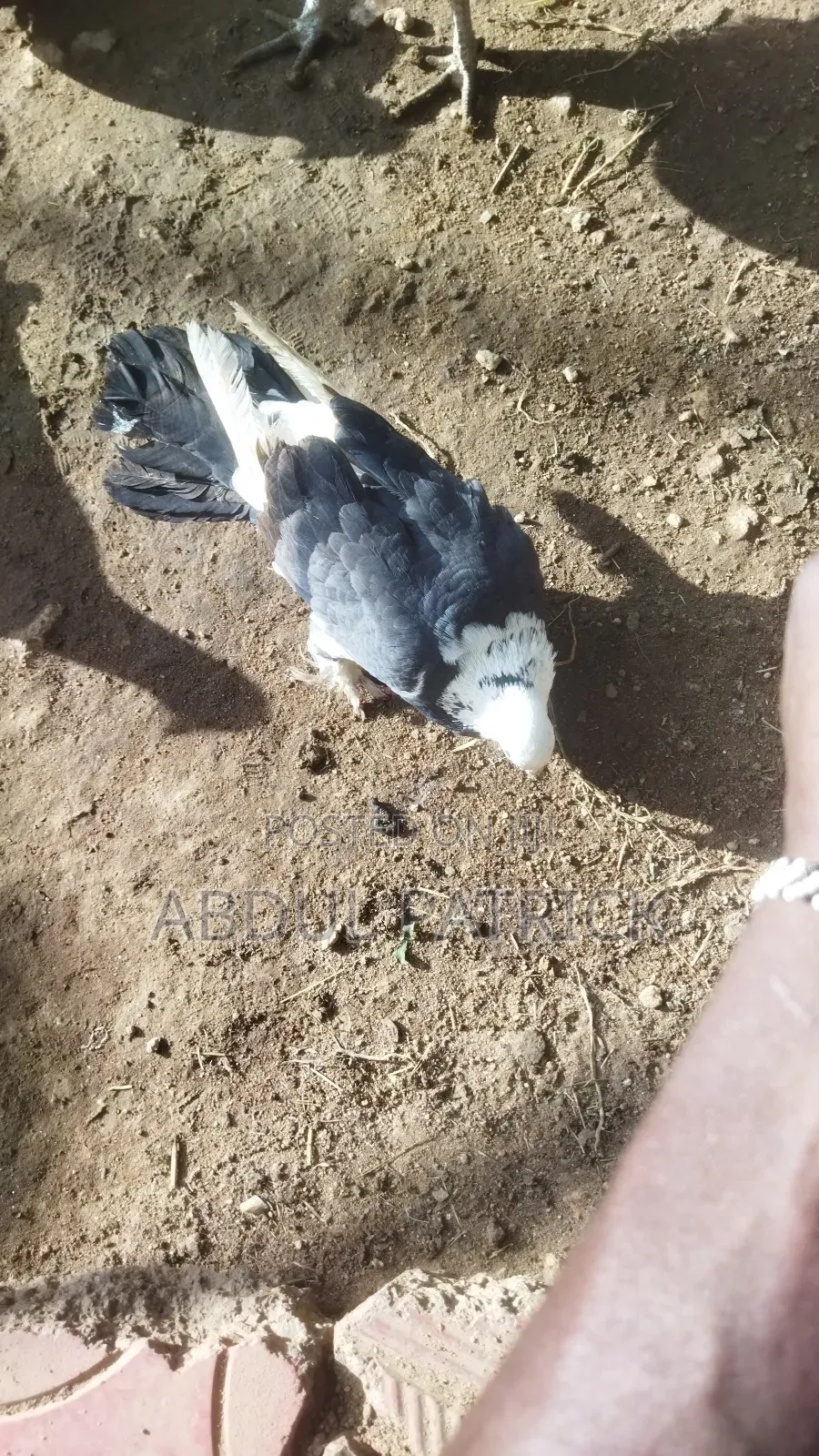 Selling Doves