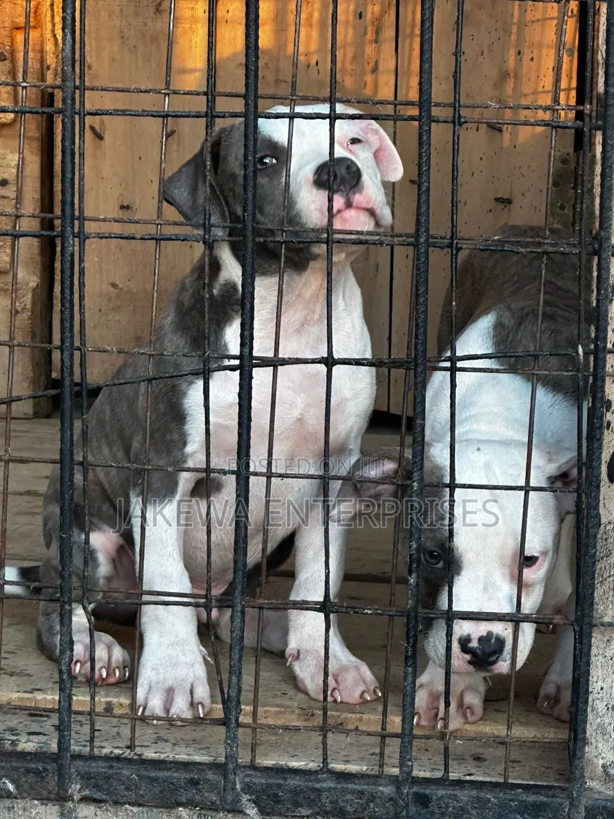 1-3 months Male Purebred American Bully