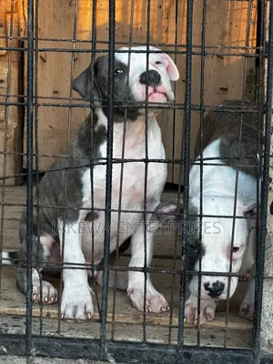 1-3 months Male Purebred American Bully