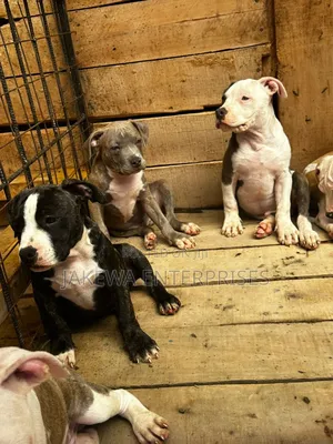 1-3 months Female Purebred American Bully