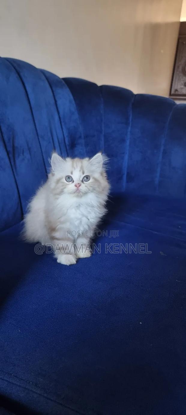 1-3 months Female Purebred Ragdoll - main view