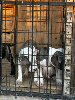 1-3 months Male Purebred American Bully