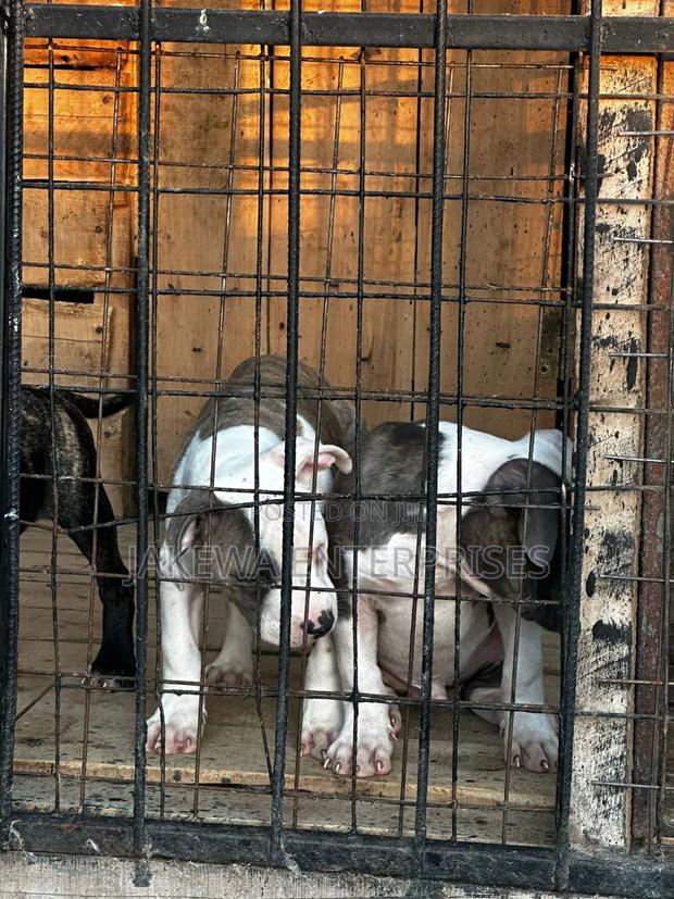 1-3 months Male Purebred American Bully