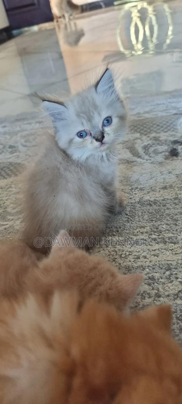 1-3 months Male Purebred Persian - main view
