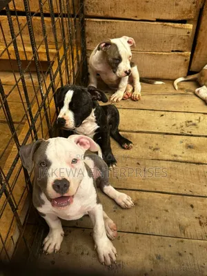 1-3 months Female Purebred American Bully